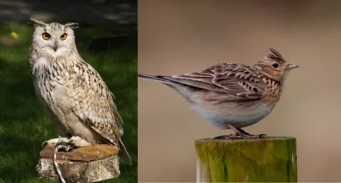 Miért olyan nehéz korán kelni?