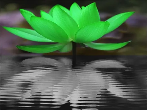 8 hetes mindfulness program - Szorongás, stressz, depreszió csökkentésére és az elfogadás, önegyüttérzés fejlesztésére