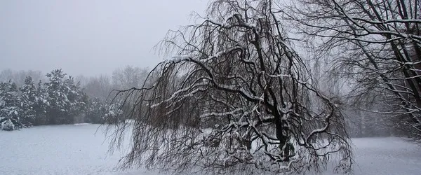 Amikor a tél a lelkünkre nehezedik – a szezonális affektív zavar pszichológiája